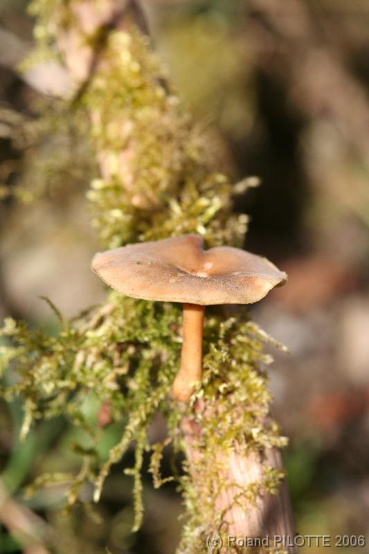 IMG_2949 Champignon non dtermin le long du Ruisseau du Molinia, en amont des Etangs de Chevetogne