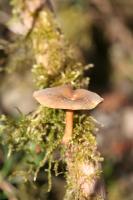 IMG_2949 Champignon non dtermin le long du Ruisseau du Molinia, en amont des Etangs de Chevetogne